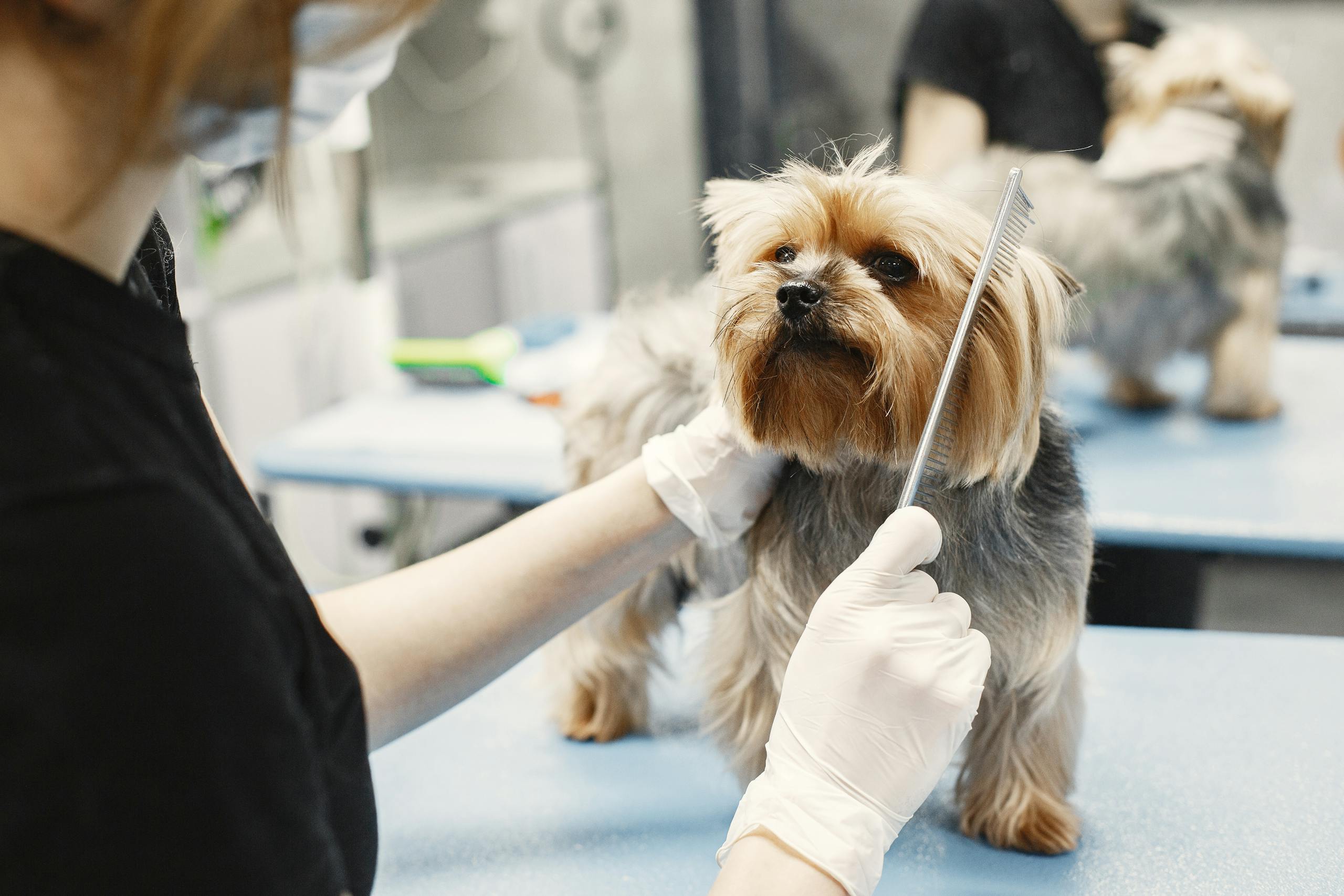 A Yorkshire Terrier being groomed by a professional with gloves and comb in a pet grooming salon.