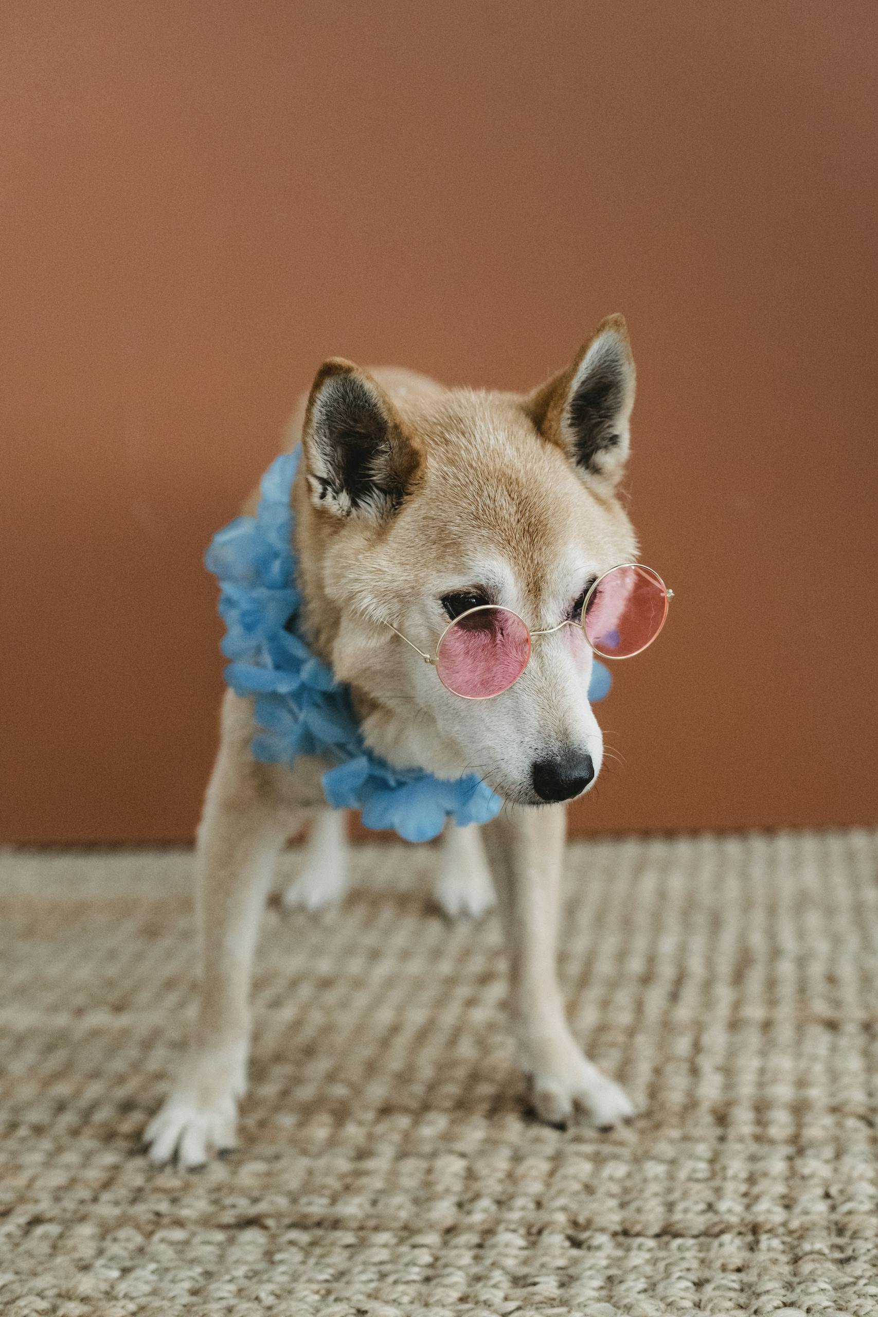 Cute puppy with thick fur in stylish sunglasses and blue apparel standing at home